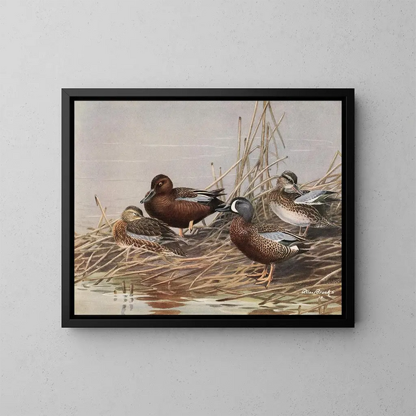 Canard siffleur à ailes bleues - Allan Brooks — quadro incorniciato alla parete