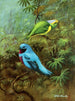 Tangara del Costa Rica e bel cotinga - Allan Brooks — vista dell’opera