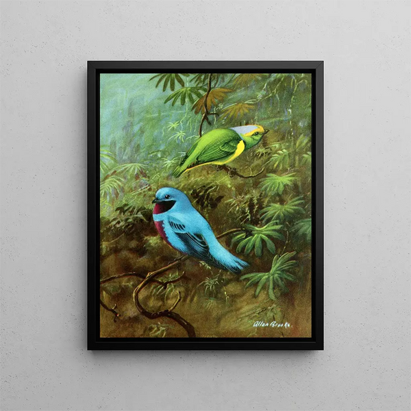 Tangara del Costa Rica e bel cotinga - Allan Brooks — quadro incorniciato alla parete