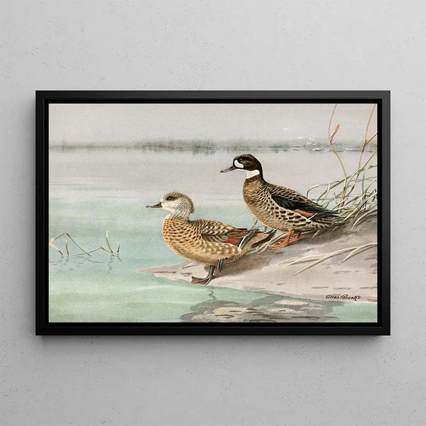 Anatra mandarina, anatra con ali di bronzo - Allan Brooks — quadro incorniciato alla parete