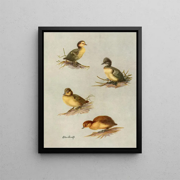 Giovani piumati di papera con occhi bianchi, di morillon morillon, di fuligula milouinan, di piccolo fuligula - Allan Brooks — quadro incorniciato alla parete