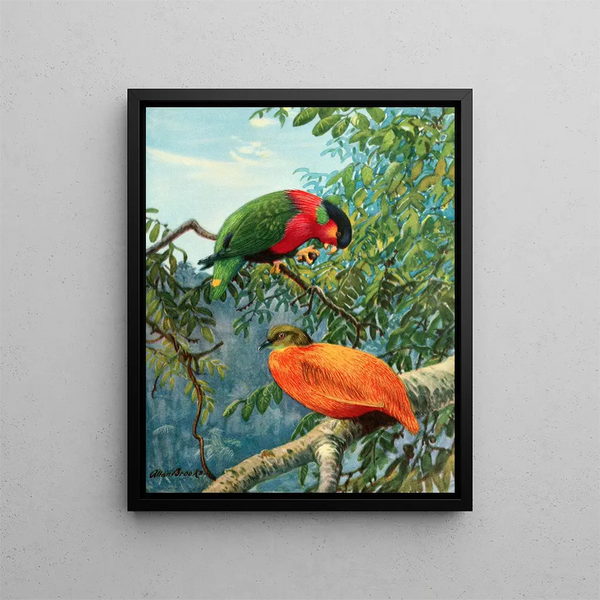 Lori delle Figi e colomba arancione - Allan Brooks — quadro incorniciato alla parete