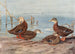 Anatra scura della Florida Anatra messicana - Allan Brooks — vista dell’opera