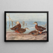 Anatra scura della Florida Anatra messicana - Allan Brooks — quadro incorniciato alla parete