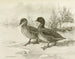 Anatra macchiata - Allan Brooks — vista dell’opera