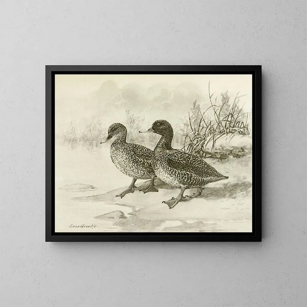 Anatra macchiata - Allan Brooks — quadro incorniciato alla parete