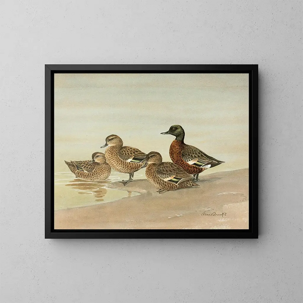 Cigno con petto castagna - Allan Brooks — quadro incorniciato alla parete