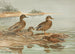 Cigno hawaiano Cigno grigio di Oustalet - Allan Brooks — vista dell’opera