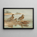 Cigno hawaiano Cigno grigio di Oustalet - Allan Brooks — quadro incorniciato alla parete