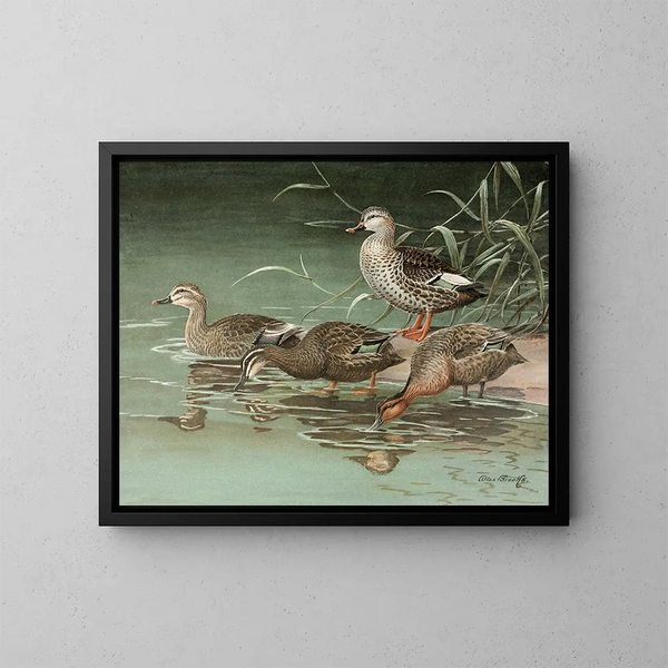Anatra dal becco macchiato indiano - Allan Brooks — quadro incorniciato alla parete