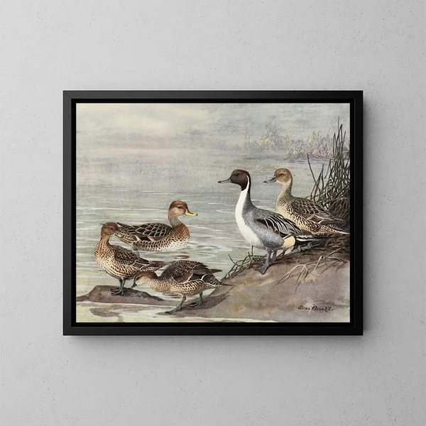 Canard pilet cileno - Allan Brooks — quadro incorniciato alla parete