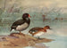 Anatra dal becco rosa - Allan Brooks — vista dell’opera