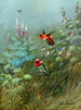 Colibrì rossi e Annas - Allan Brooks — vista dell’opera