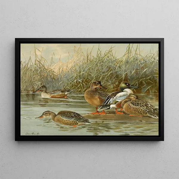 Canard souchet - Allan Brooks — quadro incorniciato alla parete