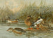 Canard souchet - Allan Brooks — vista dell’opera