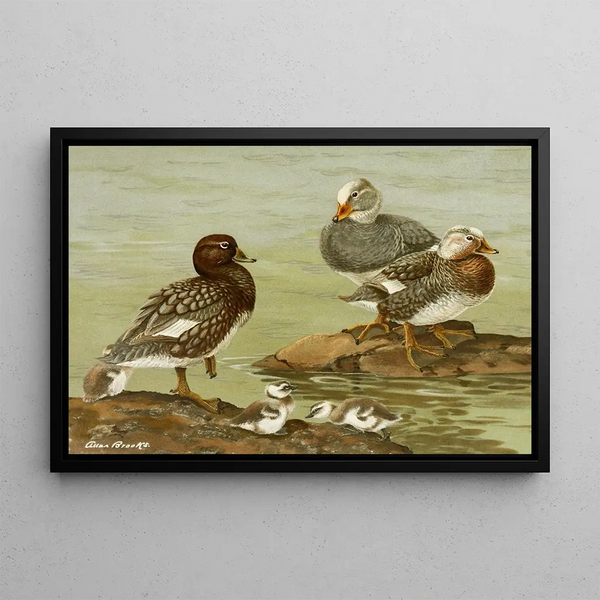 Canard à vapeur - Allan Brooks — quadro incorniciato alla parete