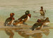 Cigno dal collo bianco Fuligule di Baer Cigno dal collo bianco del Madagascar - Allan Brooks — vista dell’opera