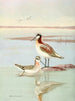 Phalarope di Wilson - Allan Brooks — vista dell’opera