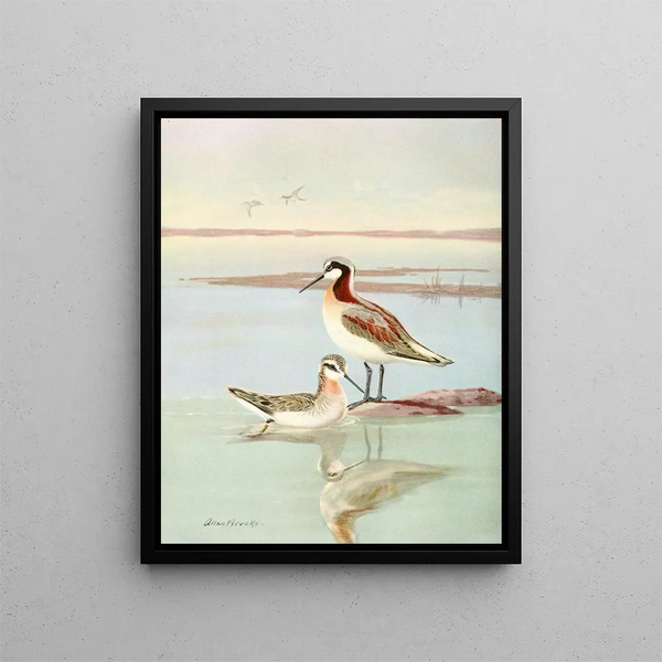 Phalarope di Wilson - Allan Brooks — quadro incorniciato alla parete