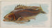 Pesce nero - Allen Ginter — vista dell’opera