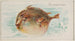 Poisson-globe - Allen Ginter — vista dell’opera