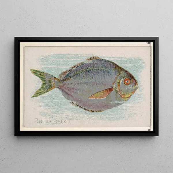 Poisson-butter - Allen Ginter — quadro incorniciato alla parete