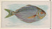 Poisson-butter - Allen Ginter — vista dell’opera