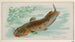Poisson-chat - Allen Ginter — vista dell’opera