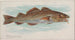 Merluzzo - Allen Ginter — vista dell’opera