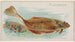 Plie - Allen Ginter — vista dell’opera