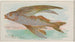 Pesce volante - Allen Ginter — vista dell’opera