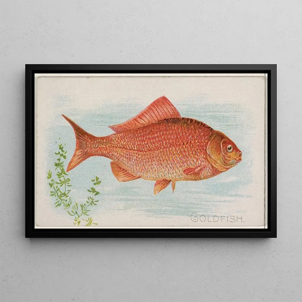 Pesci rossi - Allen Ginter — quadro incorniciato alla parete