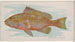 Grouper - Allen Ginter — vista dell’opera