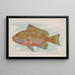 Grouper - Allen Ginter — quadro incorniciato alla parete
