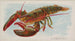Homard - Allen Ginter — vista dell’opera