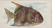 Pesce-luna - Allen Ginter — vista dell’opera