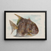 Pesce-luna - Allen Ginter — quadro incorniciato alla parete