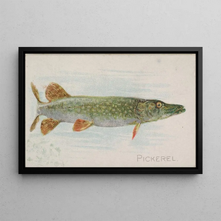 Allen Ginter - Pickerel.webp