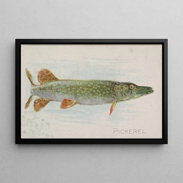 Brochet - Allen Ginter — quadro incorniciato alla parete