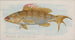 Pesce nero di roccia - Allen Ginter — vista dell’opera