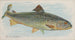Salmone - Allen Ginter — vista dell’opera