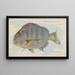Sheepshead - Allen Ginter — quadro incorniciato alla parete
