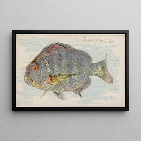 Sheepshead - Allen Ginter — quadro incorniciato alla parete