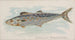 Maquereau spagnolo - Allen Ginter — vista dell’opera