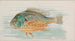 Poisson-lune - Allen Ginter — vista dell’opera