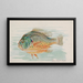 Poisson-lune - Allen Ginter — quadro incorniciato alla parete