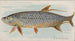 Tarpon - Allen Ginter — vista dell’opera