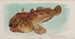 Poisson-crapaud - Allen Ginter — vista dell’opera