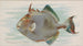 Poisson-coffre - Allen Ginter — vista dell’opera