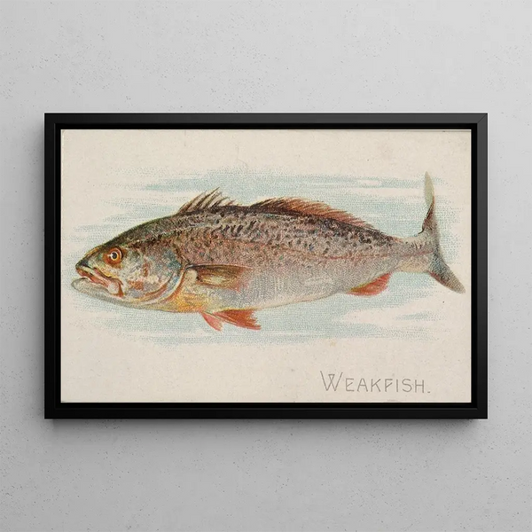 Maigre - Allen Ginter — quadro incorniciato alla parete